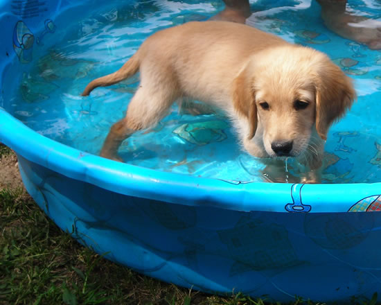 Indy in Pool