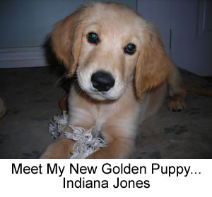 Puppy