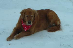 Rocky in the snow 1