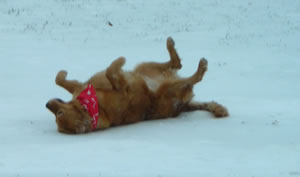 Rocky in the Snow 5