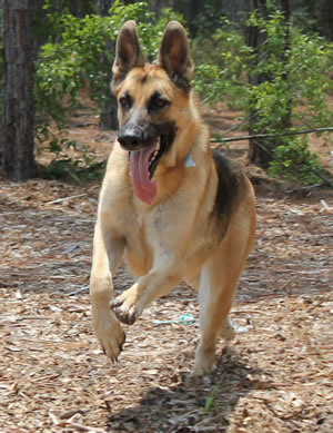 Lessons from the dog